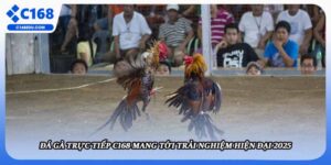 Đá Gà Trực Tiếp C168 Mang Tới Trải Nghiệm Hiện Đại 2025