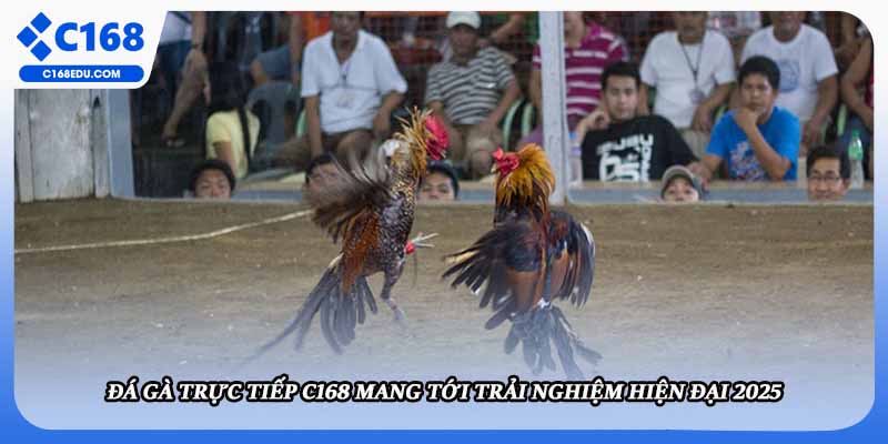 Đá Gà Trực Tiếp C168 Mang Tới Trải Nghiệm Hiện Đại 2025