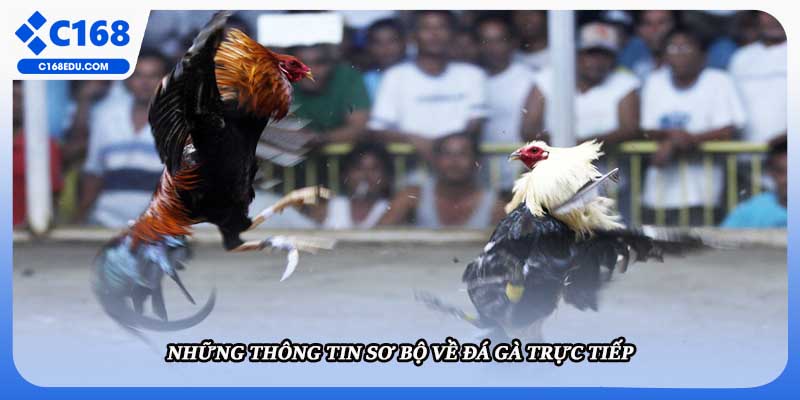Những thông tin sơ bộ về đá gà trực tiếp